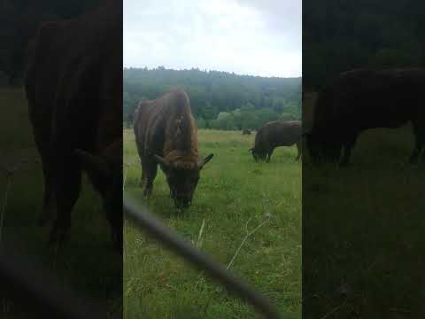 What animal is this? #european Zimbru