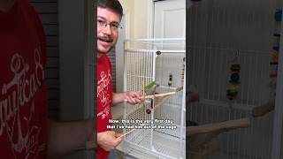 First Time Taking Quaker Parrot Out of Cage