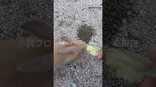 小説ブログ「パンジー」   #ショート #癒し #動物