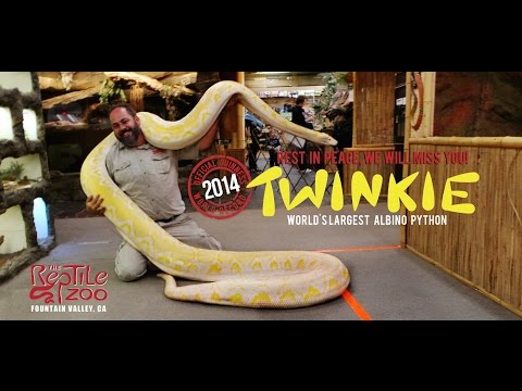 Twinkie The World’s Largest Albino Reticulated Python Dies
