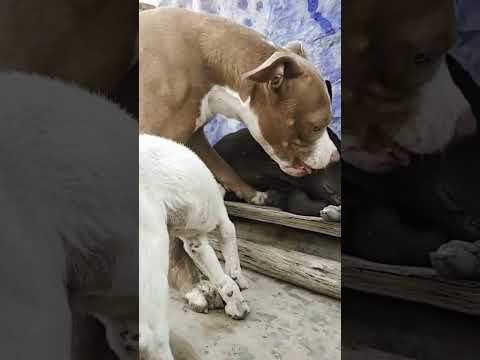 Pitbulls are not aggressive He is friendly with all dogs