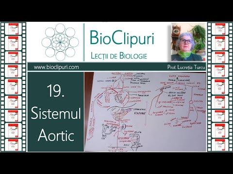 19. Sistemul aortic (Corint)