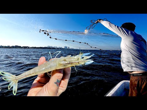 Grilled Shrimp Caught by the Chef | Shrimp Catch Clean Cook