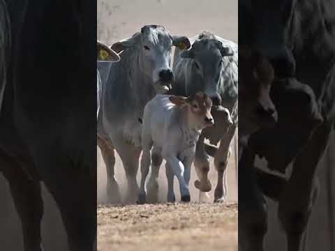 Animals lover ❤️#love