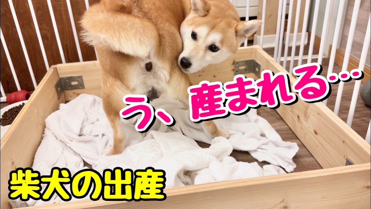 【柴犬 出産ドキュメンタリー】緊迫 子犬がなかなか出てこない出産 妊娠63日目の奇跡 season 9