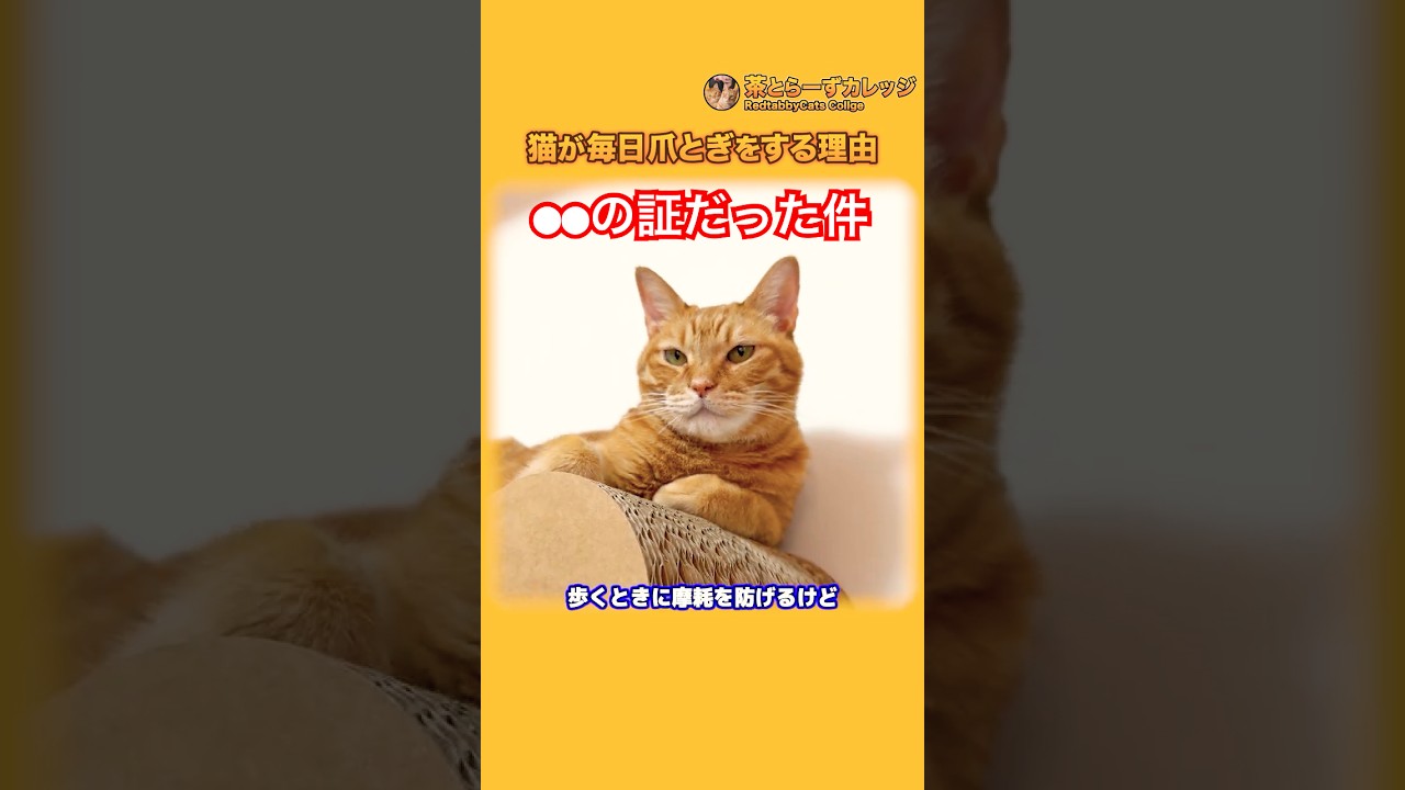 猫が毎日爪とぎする理由 #Shorts