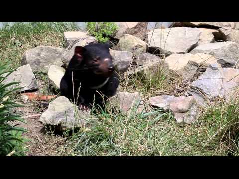 Tasmanian Devil Hangin Out Video