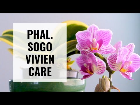 , title : 'How to Take Care of Doritaenopsis (Phalaenopsis) Sogo Vivien #CareCollab || ORCHID CARE'