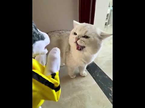 O bicho fulero! #gato #humor #Comédia #viral #shorts