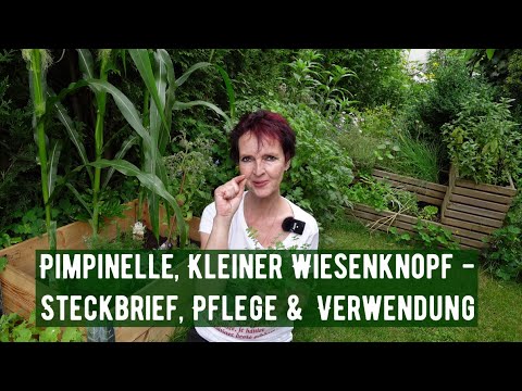 Pimpinelle, Kleiner Wiesenknopf - Steckbrief, Pflege & Verwendung
