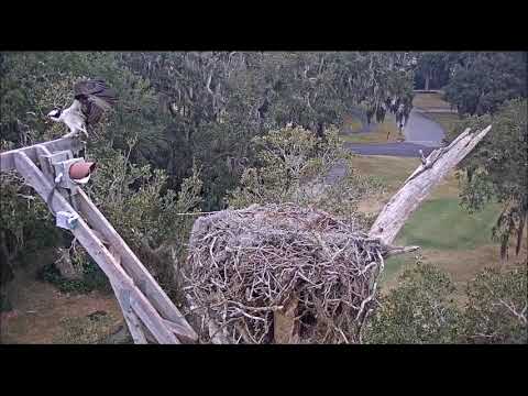 Scarlett chases off a Turkey Vulture twice (plus slomo) ~ ©CornellLabs, Savannah Ospreys