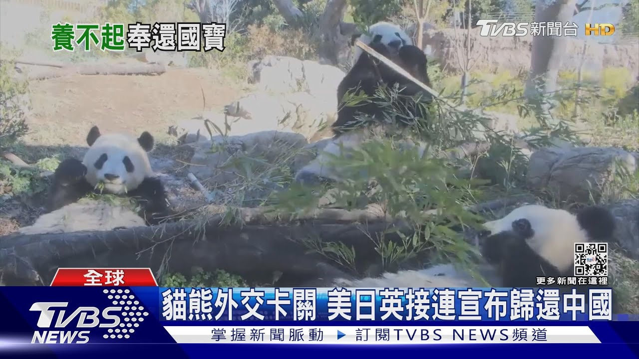 貓熊外交卡關　美日英接連宣布歸還中國
