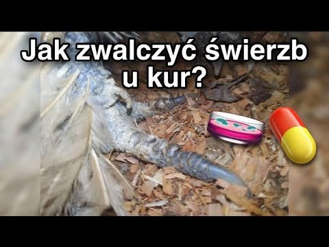 , title : 'Jak wyleczyć świerzb u kur? (i innych ptaków) Poradnik Hodowlany'