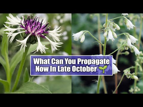 Perennials You Can Still Propagate in Late October | Heuchera, Saxifraga, Centaurea & More...