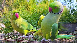 Talking Parrot Funny