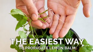 How To Propagate Lemon Balm (Melissa Officinalis) From Cuttings