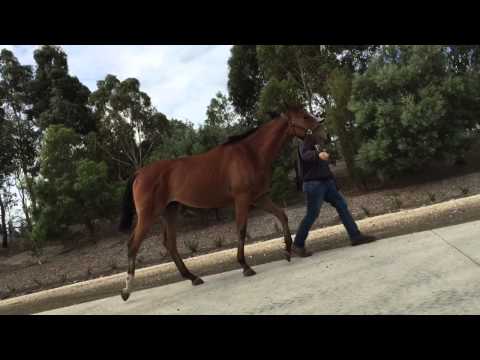 Charge forward filly