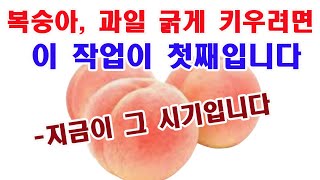복숭아 과일 굵게 키우려면 이 작업이 첫째. 지금이 그 시기입니다.(복숭아 재배, 복숭아 가꾸기, 탐스런 복…