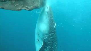 preview picture of video 'Whaleshark at Kwatisore, Papua, feeding (sucking) on fisherman's nets'
