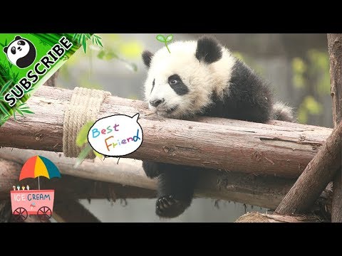 【Panda Theme】A Weekend Without Pandas Is Incomplete! 20170924 | iPanda