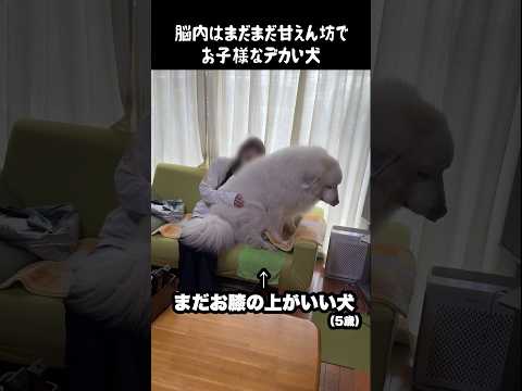脳内がまだまだ甘えん坊でお子様な愛犬　#グレートピレニーズ #大型犬 #愛犬 #かわいい犬 #greatpyrenees