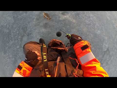 Ahven pilkillä perämerellä 