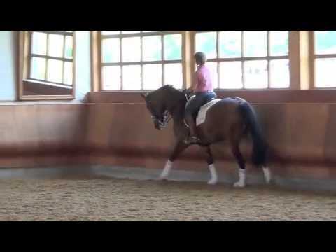 6 year old Stallone mare