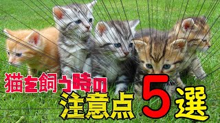 猫を飼うときの注意点5選　5 things to keep in mind when owning a cat