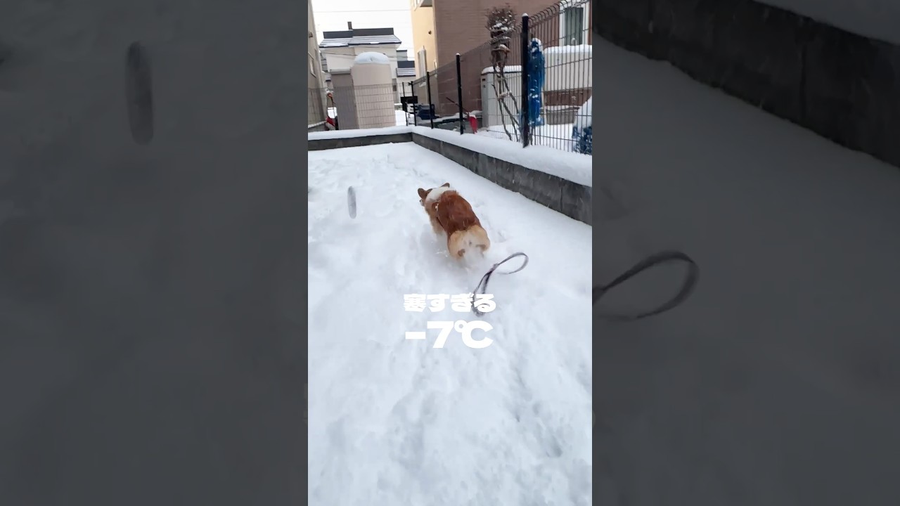 【−7℃】コーギーの寒すぎる庭遊び🥶