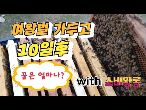 , title : '[실험]소비왕롱에 가둔 여왕벌, 10일 후 꿀은 얼마나 들어왔을까요?'
