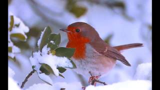 Snowbird - Jody Miller