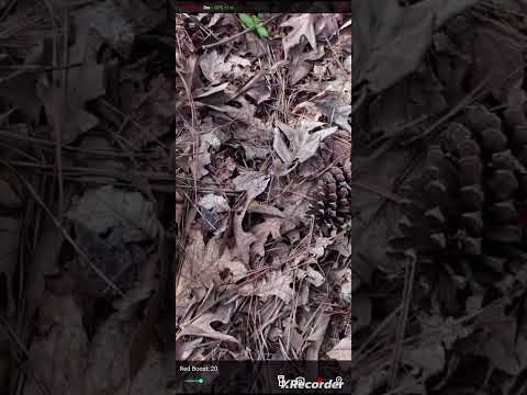 BloodHound-Blood Trail Tracker