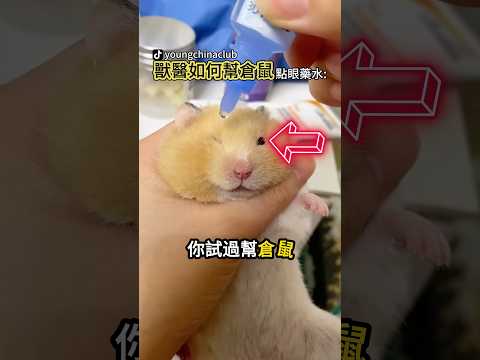 幫倉鼠點眼藥水有多難？