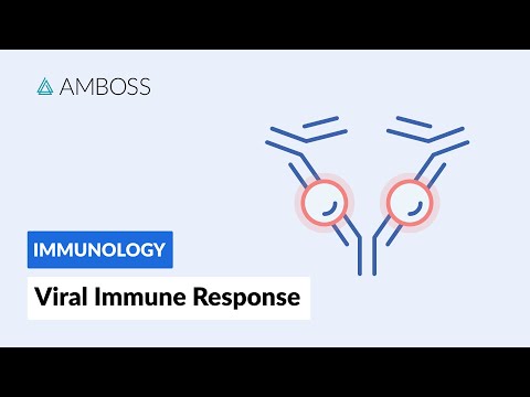 Immune Response to Viruses: How the Body Reacts