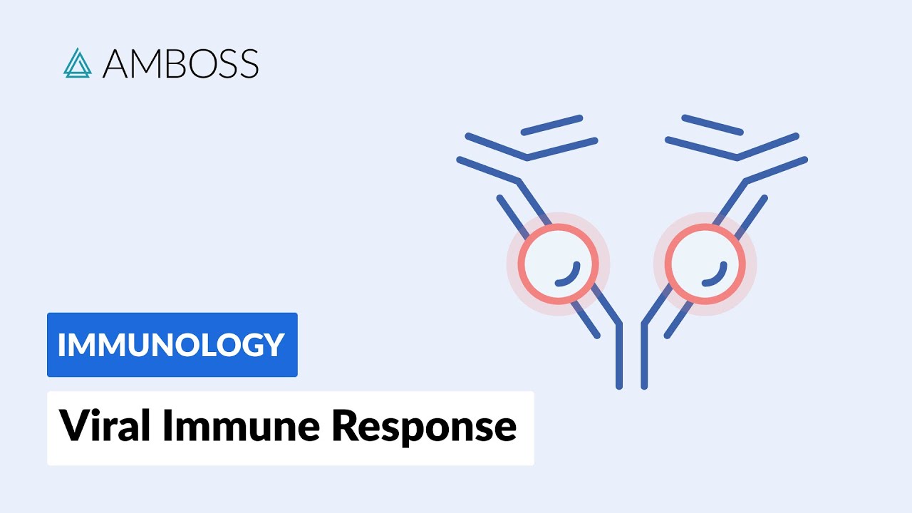 Immune Response to Viruses: How the Body Reacts