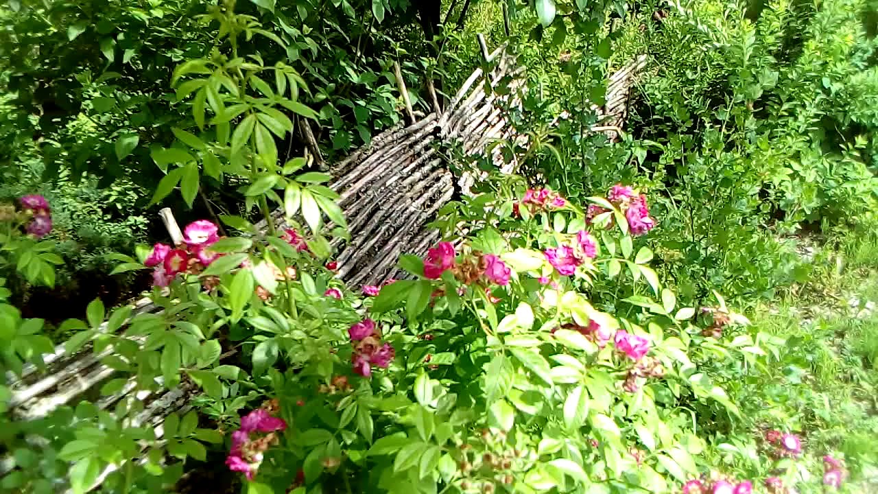 Роза Perenial Blue