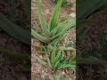 கற்றாழை Aloevera Aloeveragel Healthbenefits Trendingshorts Ytshorts Organic Health Sho