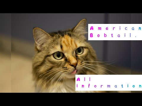 American Bobtail. Pros and Cons, Price, How to choose, Facts, Care, History
