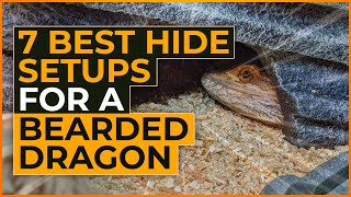 7 Best Hide Setups for a Bearded Dragon