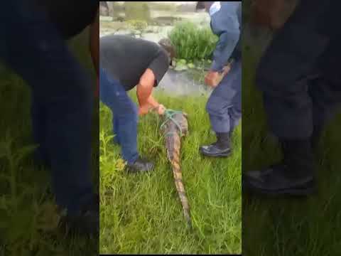 Jacaré encontrado na Rua em Poço Branco Rio Grande do Norte 🐊⚠️