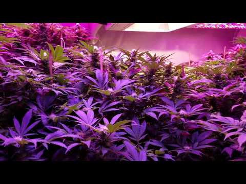 Optimal Indoor Marijuana Flower Room Temperature and Humidity Levels