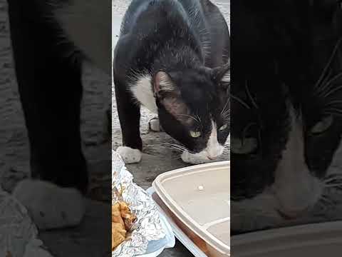 Wow😍 EXOTIC large male cat😻😻/#cats#catlover#subscribe