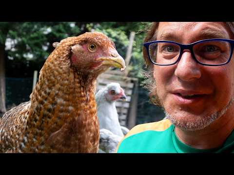 Hühnerrundgang mit Dr. Bene JULI 2024