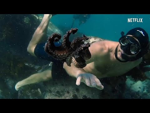 Octopus nominated for Oscar: "My Teacher, the Octopus"