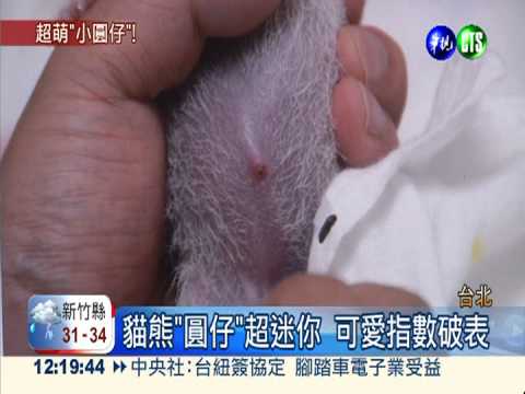 怕"圓仔"挨餓 "圓圓"靠人工擠奶