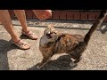 Cat Meowing Very Loudly Politely Asking Me For Food
