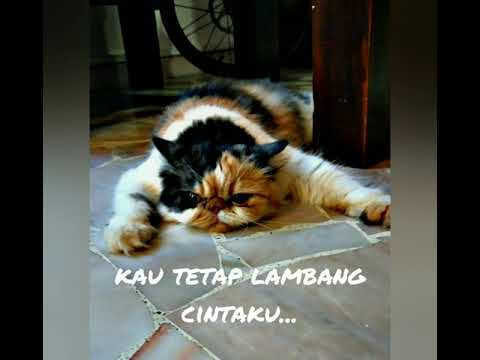 Isabella 98 amy search saleem jamal zamani