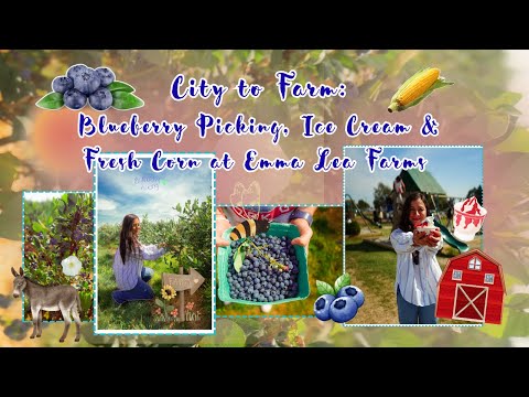City to Farm | Blueberry Picking, Ice Cream & Fresh Corn at Emma Lea Farms (Vancouver, B.C Day Trip)