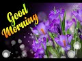 Good Morning Video With Mauve Flowers Good Morning Status Greetings And Wishes