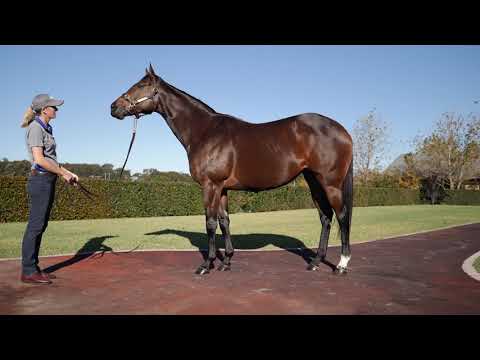 2021 Gold Coast National Broodmare Sale Lot 1038